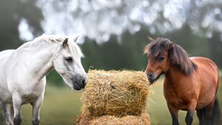 2 ponies eating hay bale