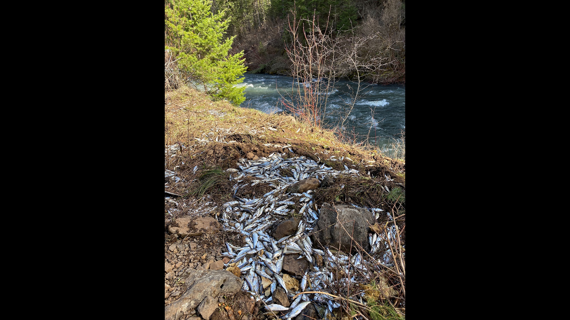 Salmon that spilled from a tank onto a riverbed.