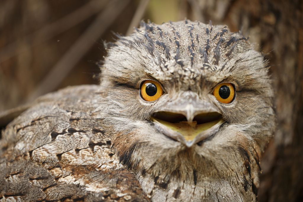 This Muppet-faced frogmouth is the 'most Instagrammable bird' on Earth
