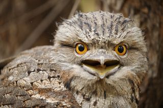 A tawny frogmouth bats its enormous eyes at the camera.