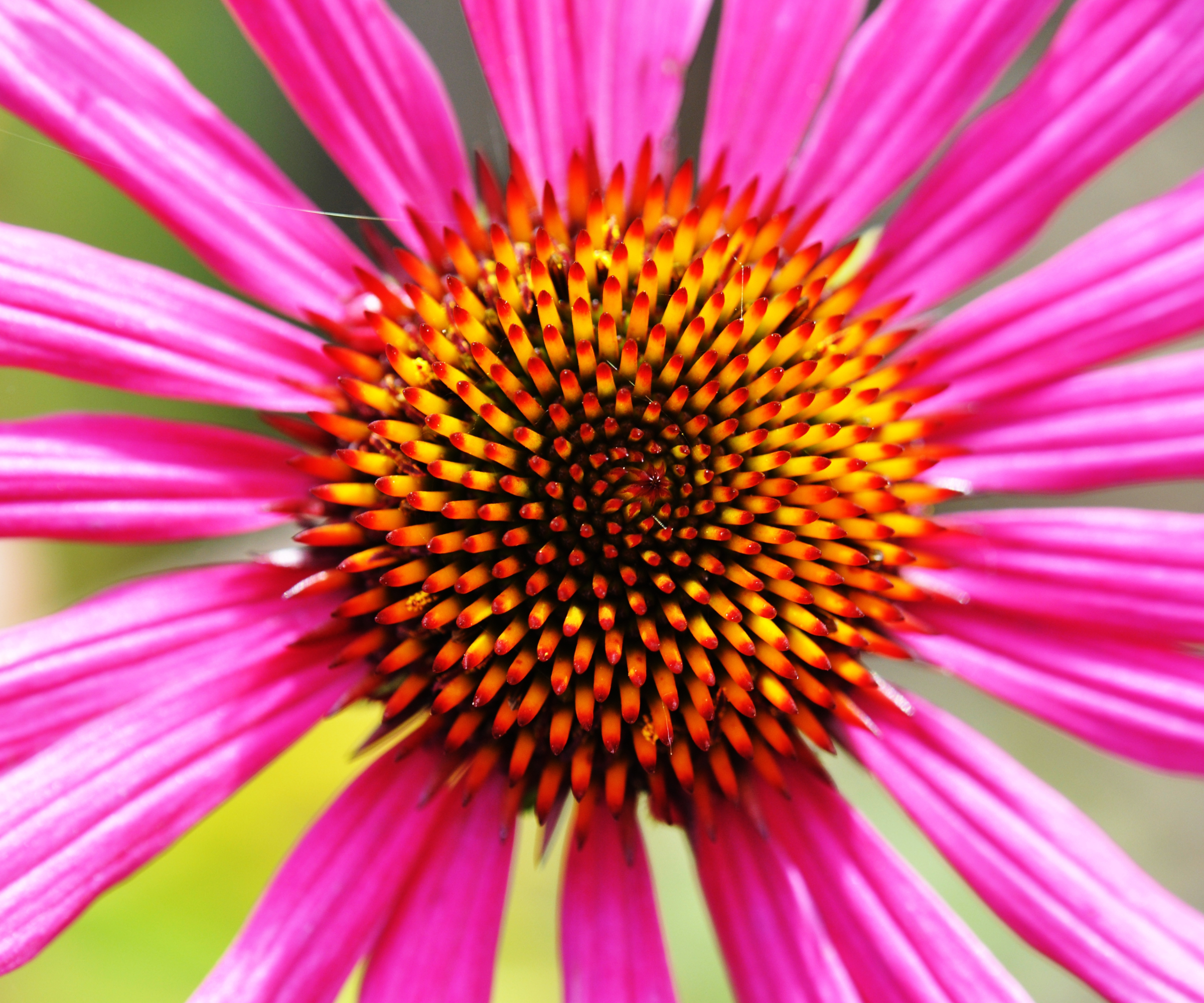 Closeup on Echinacea tennesseensis purple coneflower