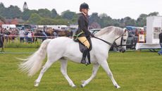 How to buy a Connemara pony
