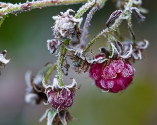 Raspberries covered in frost