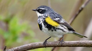 Myrtle warbler sitting on a tree branch