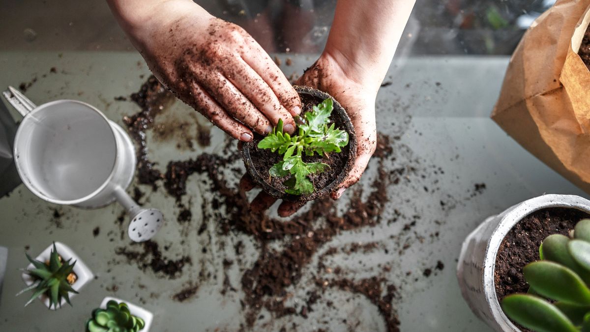 Herbs being potted