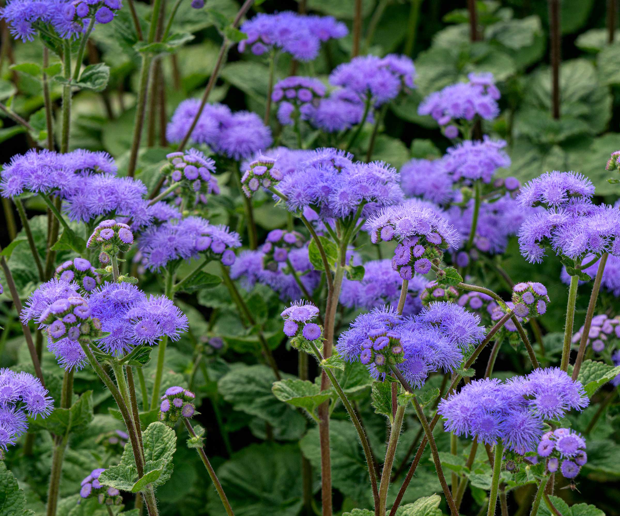 ageratum flowers in bloom