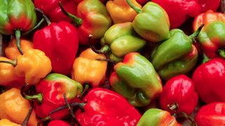 Yellow, green and red peppers