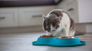 Cat eating from a blue feeding tray — Best pet accessories