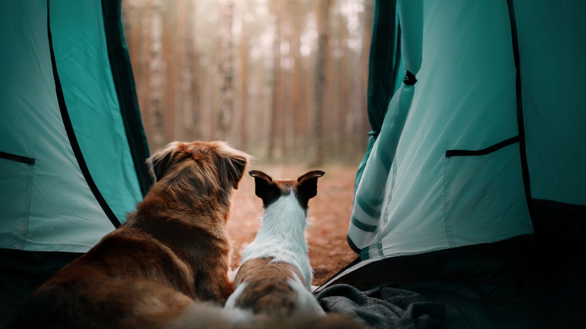 Are America’s National Parks dog friendly?