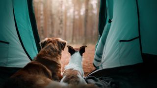 Two dogs in a tent