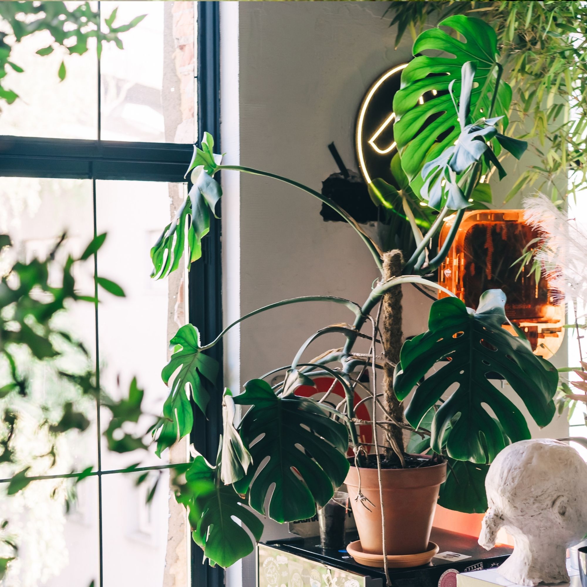 A lush corner filled with various houseplants, including a large Monstera, beside a window with a view of a city street. The scene creates a peaceful and eco-friendly atmosphere, blending the tranquility of nature with modern urban living and home decor.