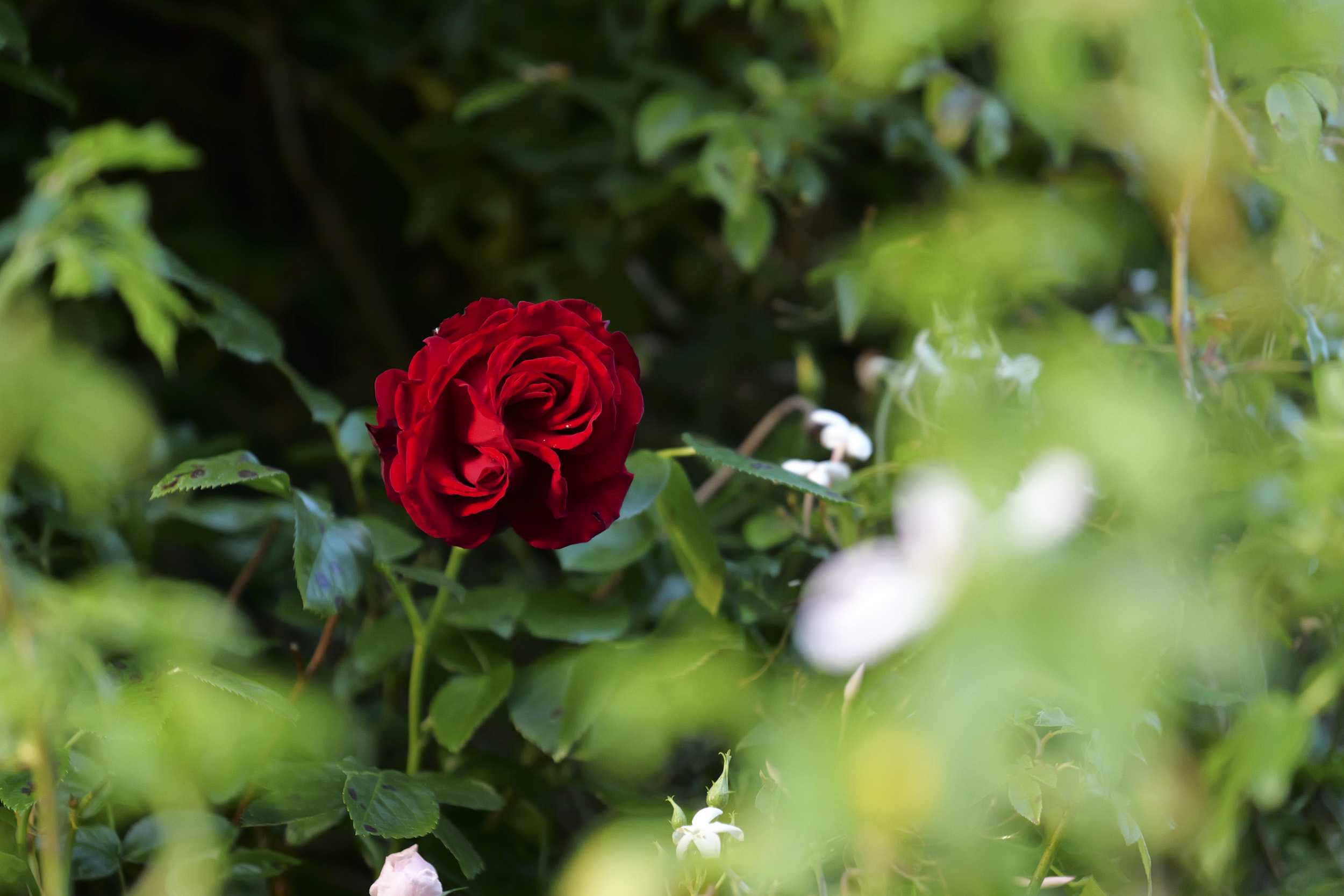 Panasonic Lumix S1 II sample gallery: closeup of a red rose