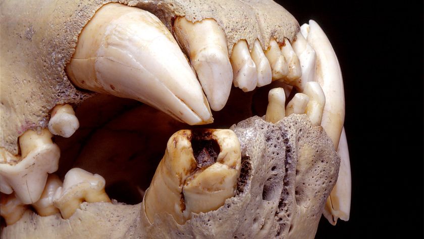 Broken tooth shown in the jaws of one of the lions.