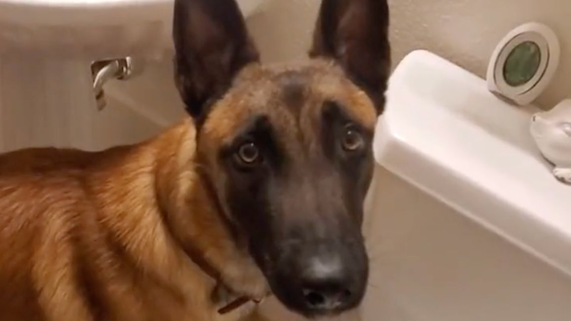 Watch Welltrained Malinois uses toilet like a human PetsRadar