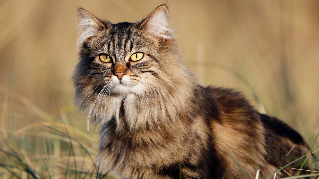 32 reasons to love Norwegian forest cats | PetsRadar