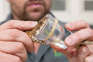 Person holding a snakes head on top of a cup to collect its venom.