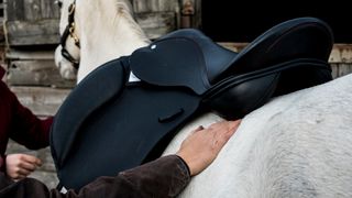 Saddle being fitted on grey horse