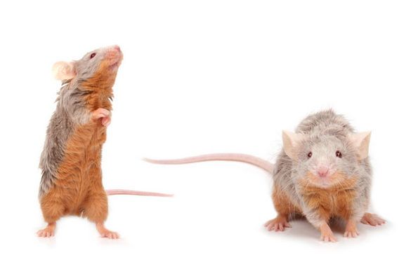 Two brown-grey mice on a white background, one is standing on its back legs and sniffing. 