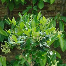 Japanese privet tree close up