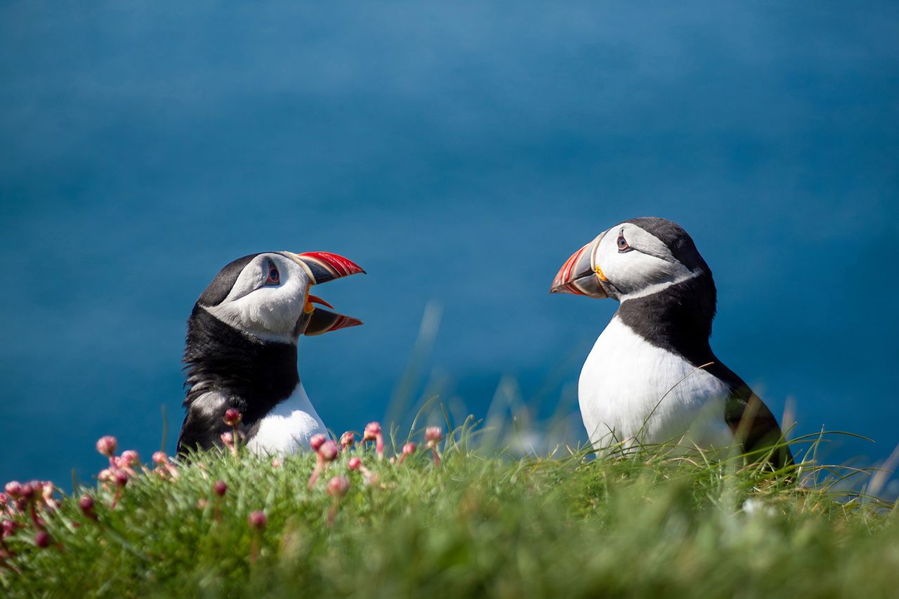 Two puffins sit on a grassy cliff edge adorned with pink flowers, against a serene blue ocean background