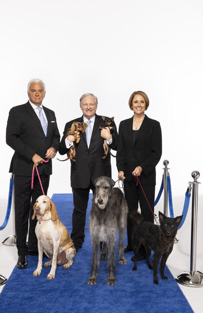 Claire the Scottish deerhound with three new dog breeds featured at the National Dog Show 2022