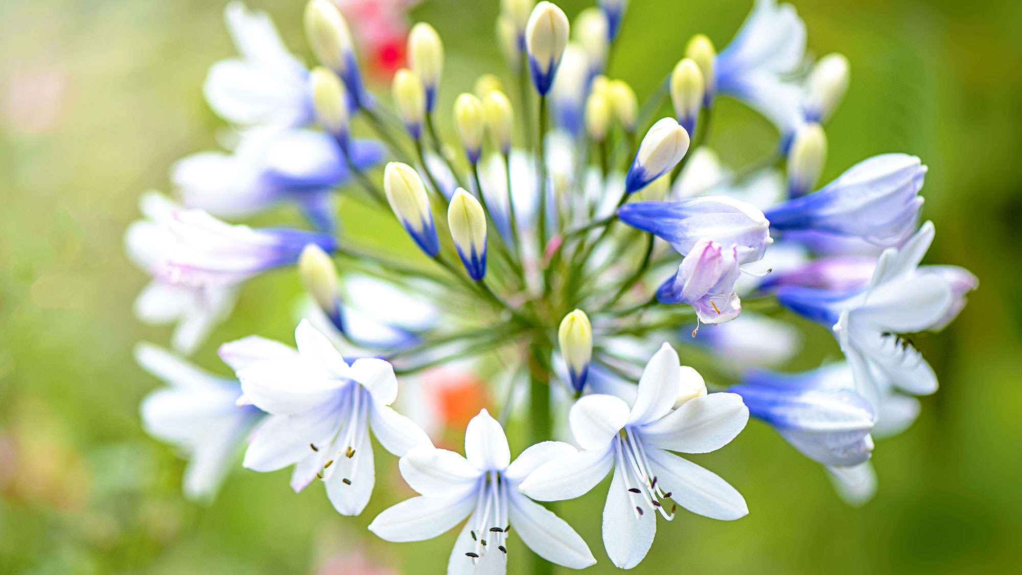 agapanthus flower head with blue and white petals and soft yellow buds