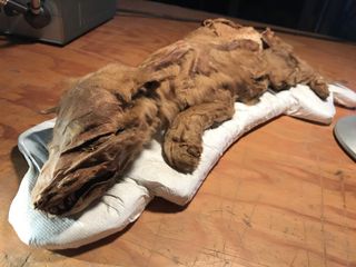 The mummified wolf pup is so well preserved, it still has its head, tail, paws, skin and hair intact.
