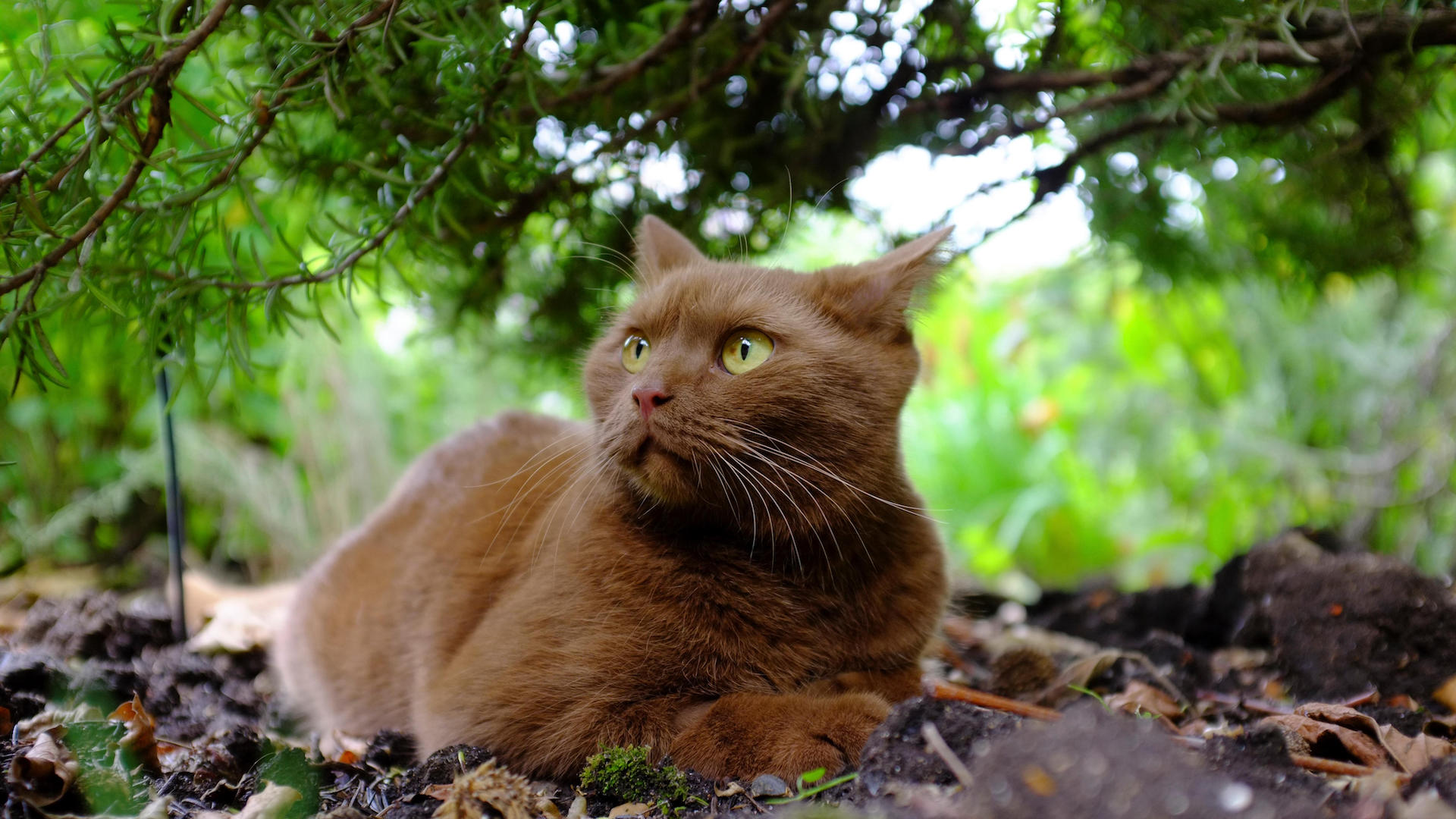 Havana brown cat in garden