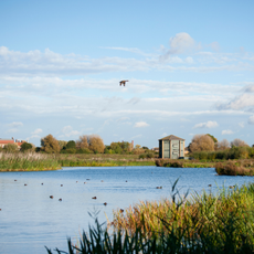 london wetlands centre panoramic view
