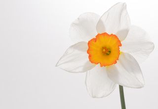 GuruShots - Flower Spotlight