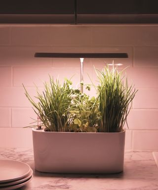 Grow light