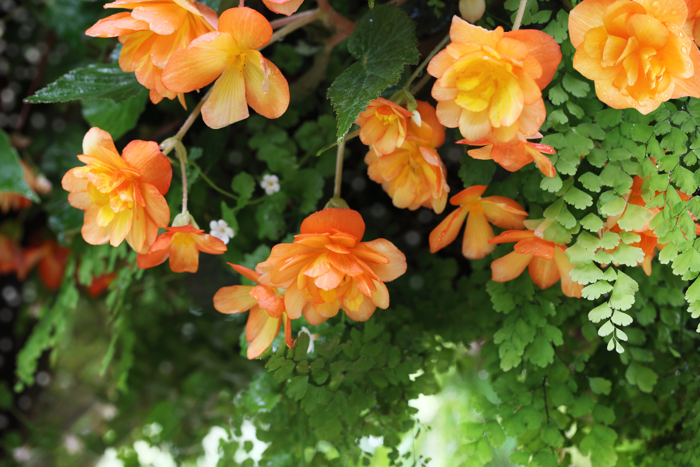 orange begonia flowers on trailing stems growing among ferns in a shady area