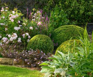 Clipped box spheres, ground cover