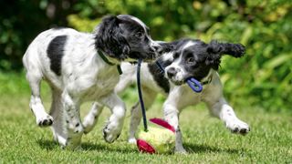 Dogs playing