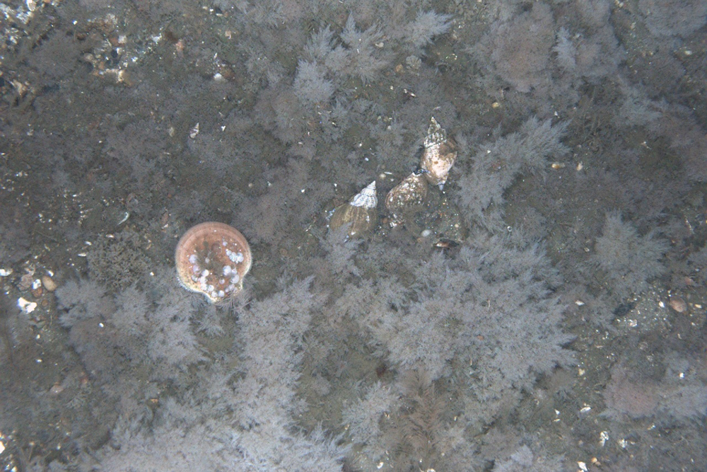 habcam, ocean habitat, marine life images