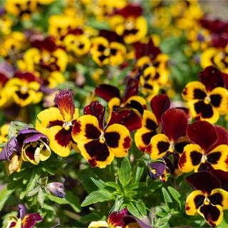 Red and yellow winter flowering pansies