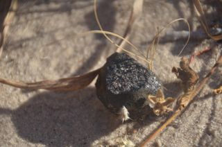 A fragment of the asteroid 2018 LA, which a team of experts found in Botswana on June 23, 2018, three weeks after the space rock fell to Earth.