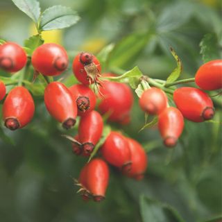 rose hips