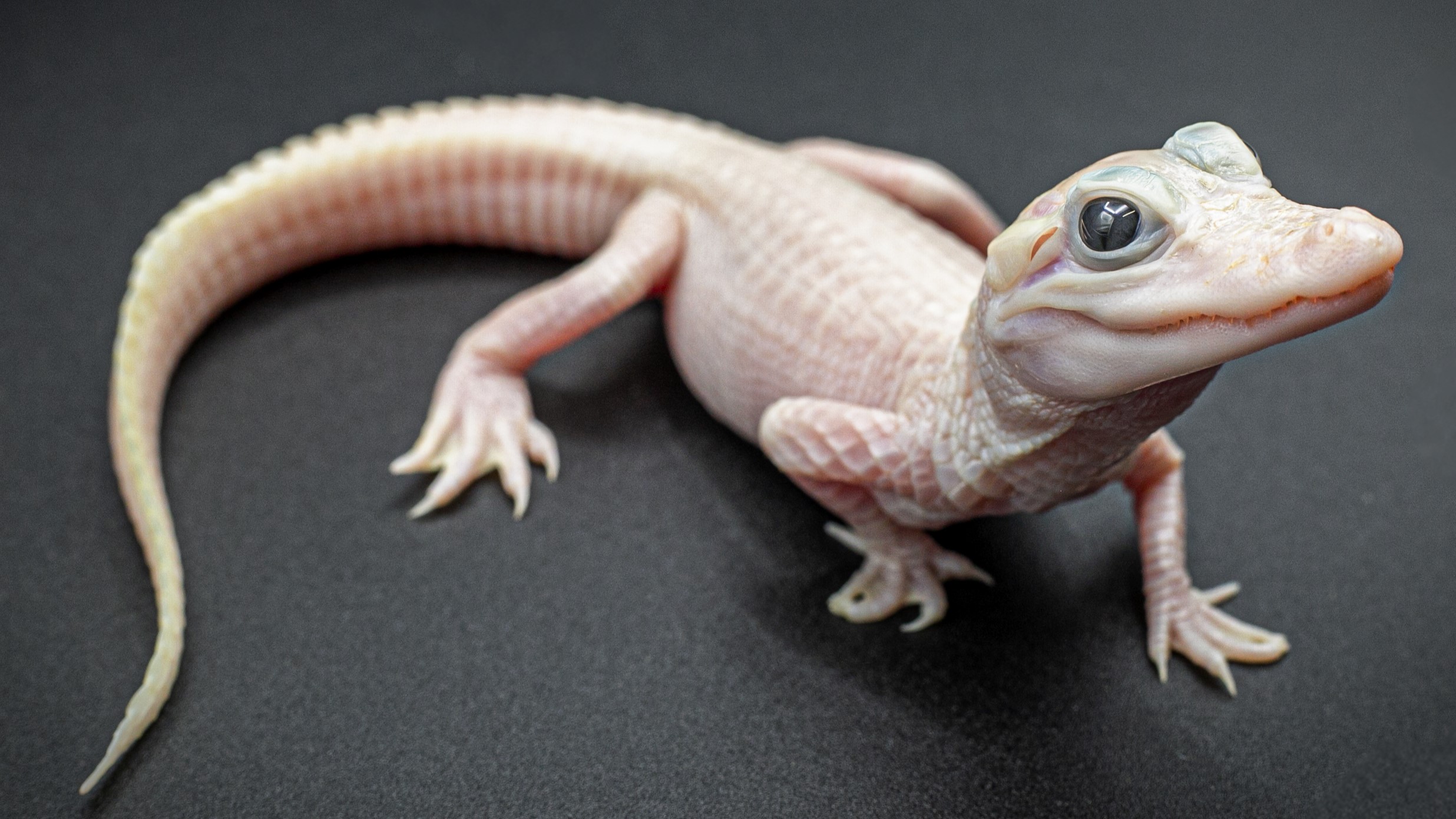 A leucistic alligator with pink skin and blue eyes looks at a camera on a black background.