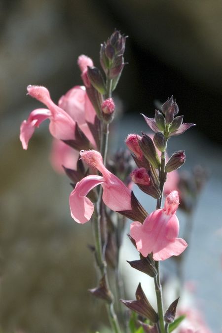 Blooming Pink Autumn Sage