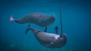 Narwhals swimming