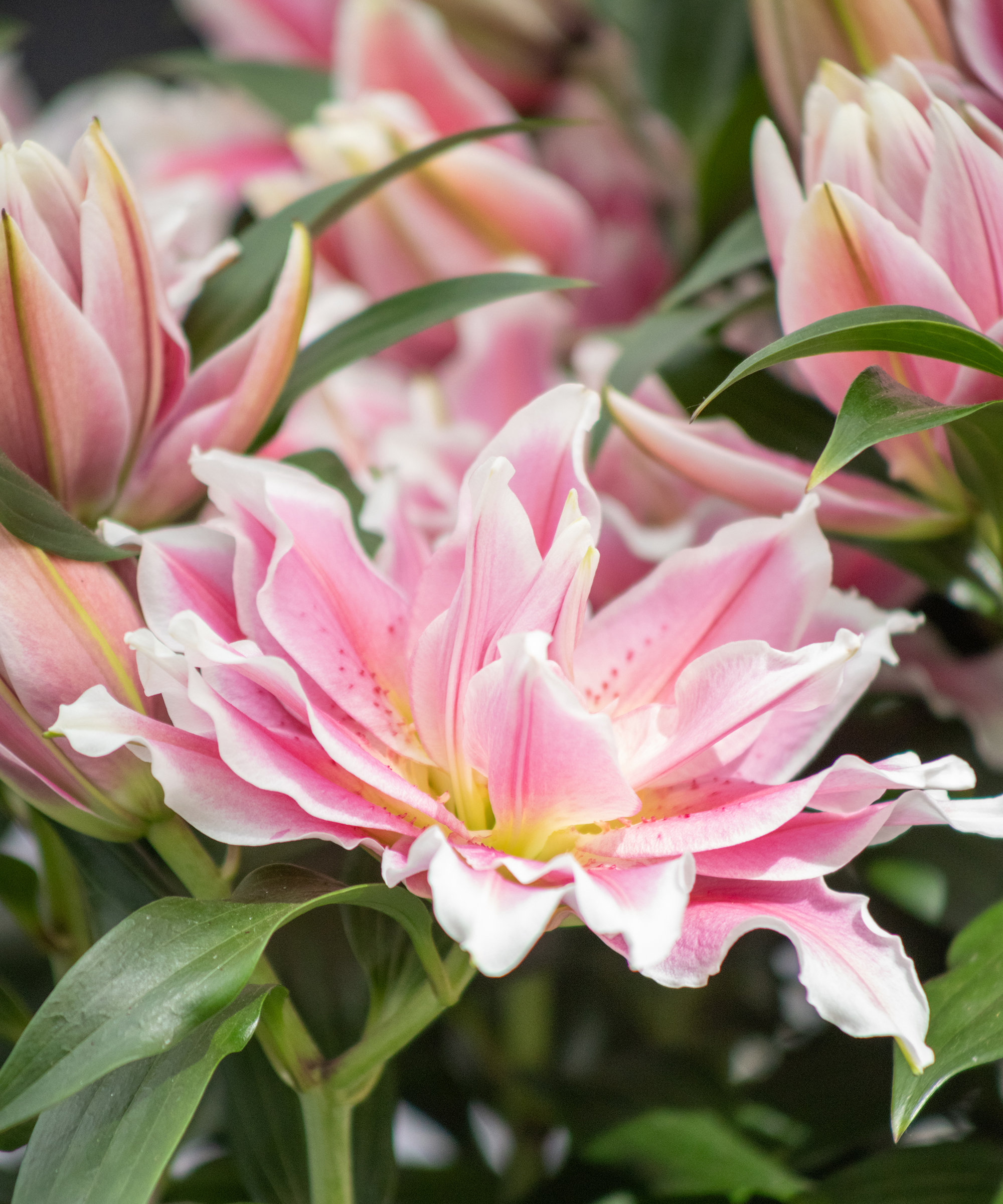 Pink and white roselily flower head close-up