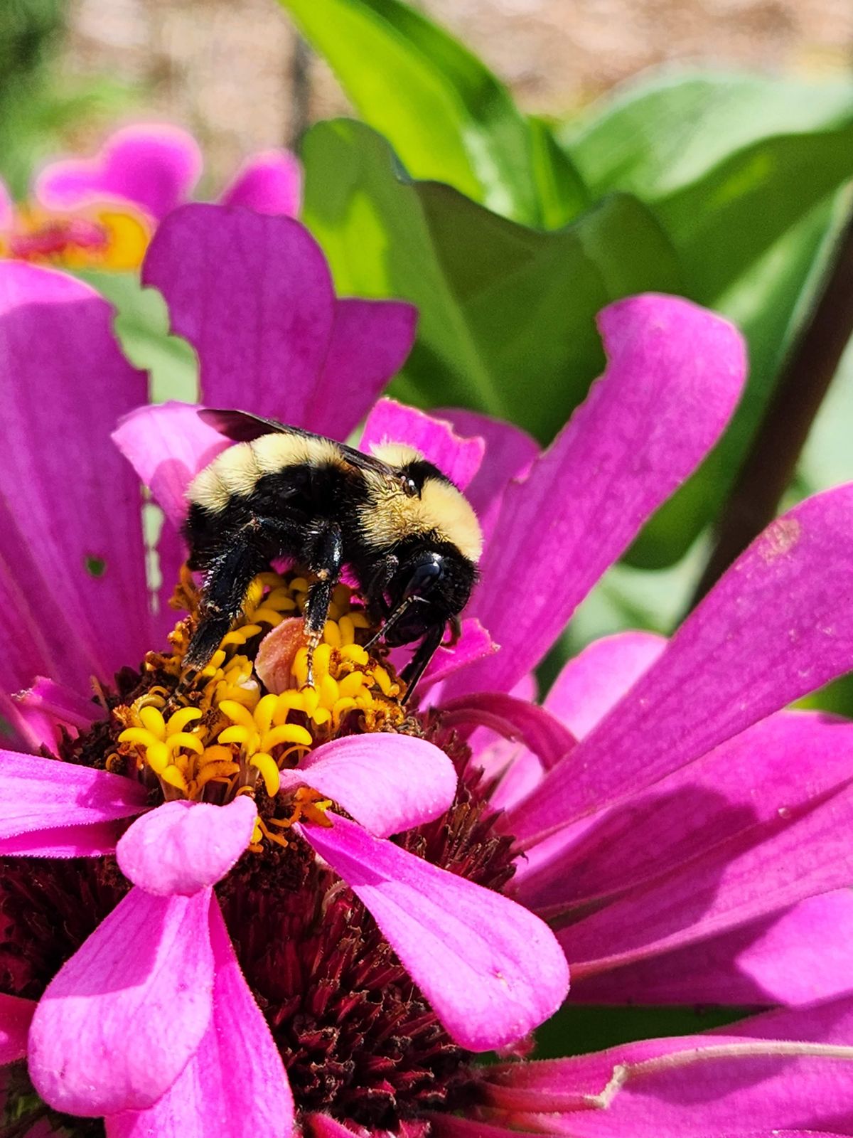 Macro samples using the 3x telephoto lens on the Samsung Galaxy Z Fold 4