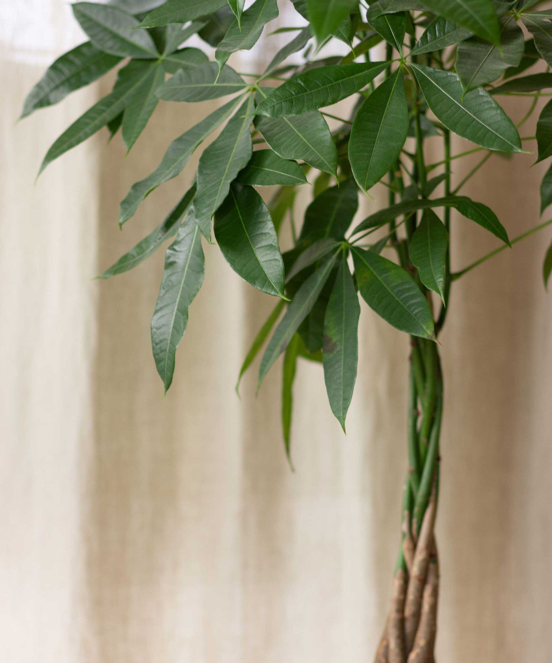 money tree in pot