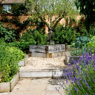 Garden with raised wooden beds with lavender, herbs and small tree