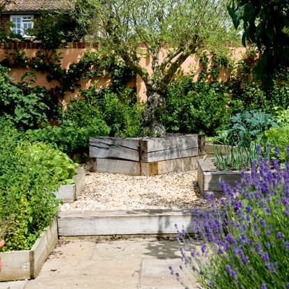 Garden with raised wooden beds with lavender, herbs and small tree