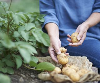 A woman harvesting fresh potatoes