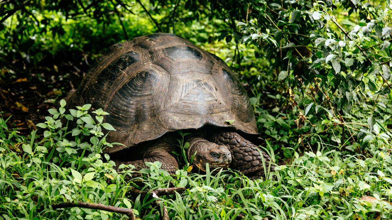 Galapagos Islands cruise on Santa Cruz II