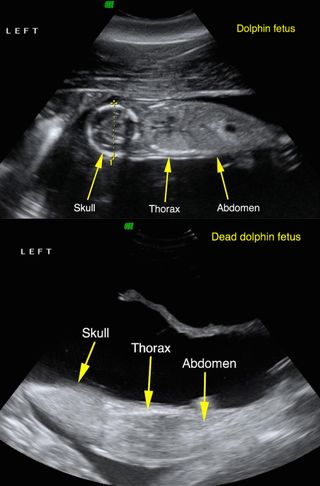 Ultrasounds of a living dolphin fetus (top) and a nonviable fetus (bottom), both taken during August 2011. Researchers later saw the female with the viable fetus swimming with a calf in 2012.