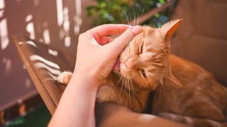 Cat licking person's hand